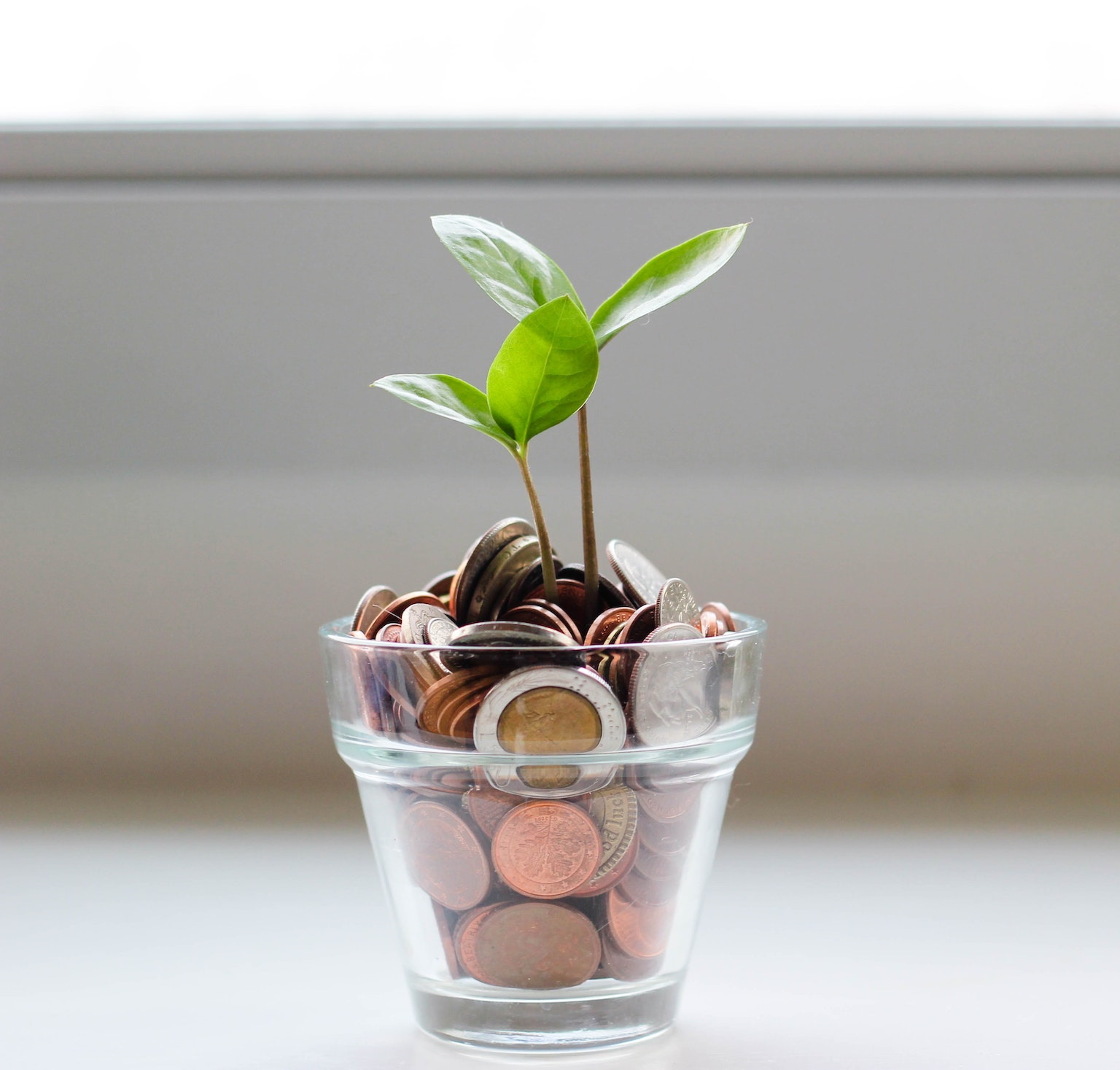 sprout in a glass of coins